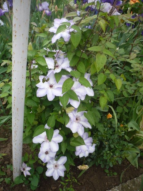 P1410078 - GRADINA 2019