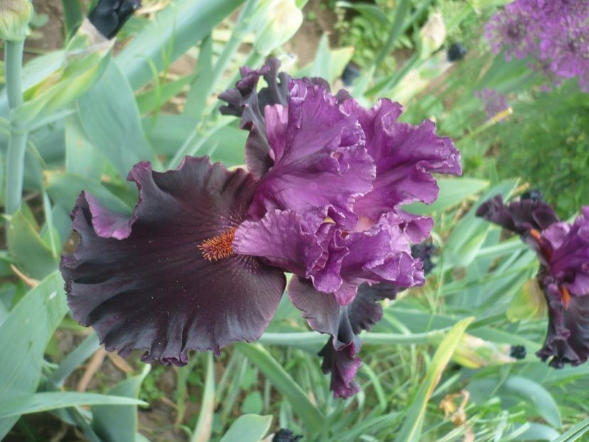 P1410086 - GRADINA 2019