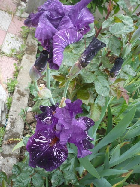 P1410087 - GRADINA 2019