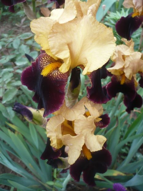 P1410089 - GRADINA 2019