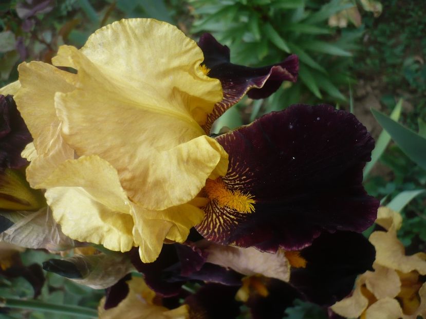 P1410090 - GRADINA 2019