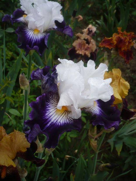 P1410092 - GRADINA 2019