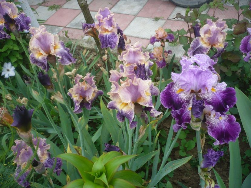 P1410093 - GRADINA 2019