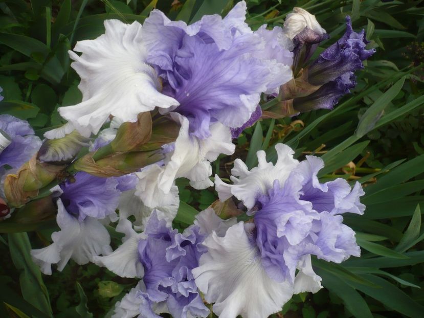 P1410097 - GRADINA 2019