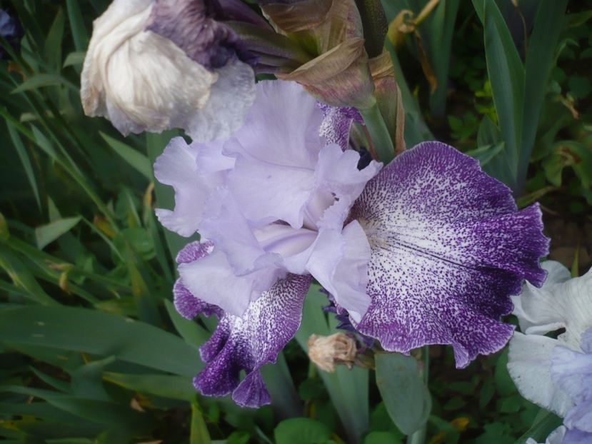 P1410098 - GRADINA 2019