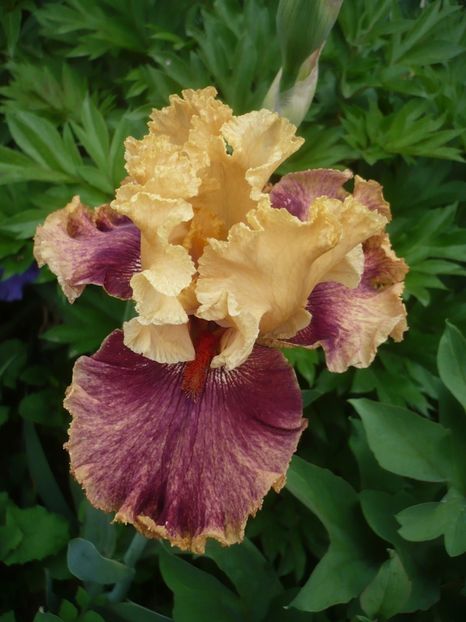 P1410100 - GRADINA 2019