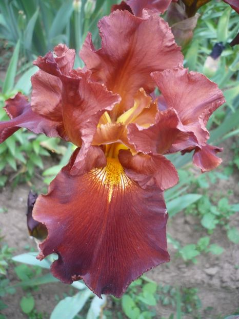 P1410101 - GRADINA 2019