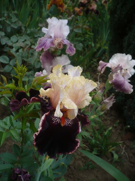 P1410103 - GRADINA 2019