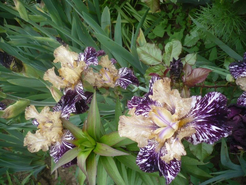 P1410105 - GRADINA 2019