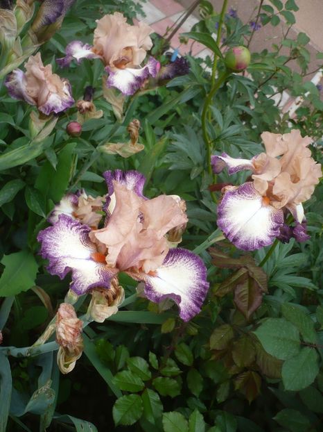 P1410108 - GRADINA 2019