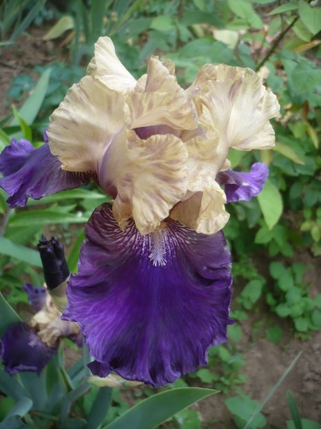 P1410110 - GRADINA 2019