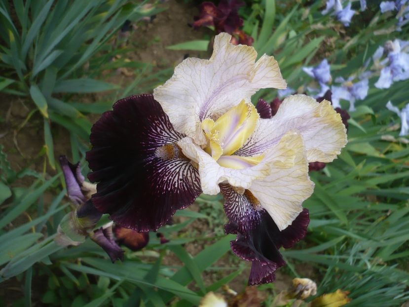 P1410125 - GRADINA 2019