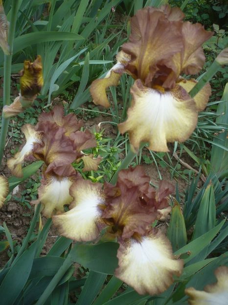 P1410127 - GRADINA 2019