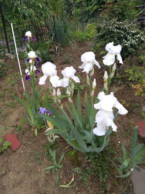  - Gradina mai 2019