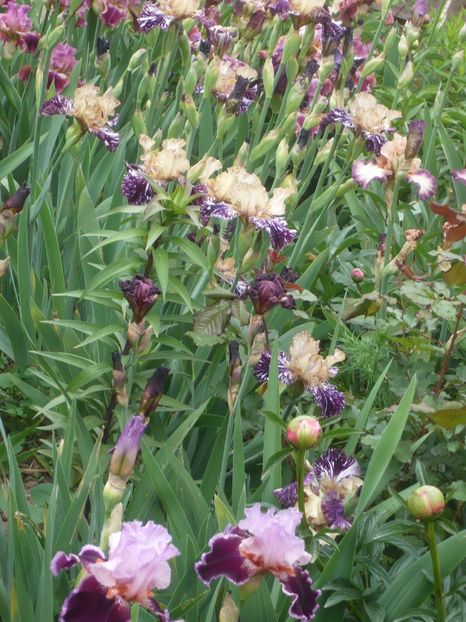 P1410151 - GRADINA 2019