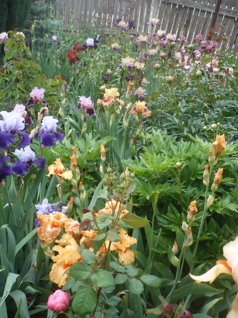 P1410153 - GRADINA 2019