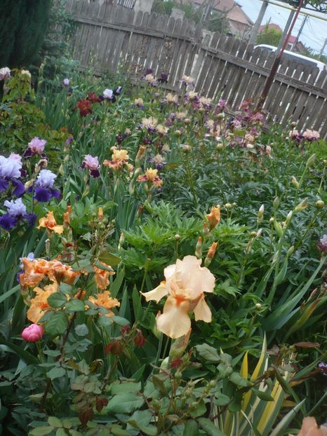 P1410154 - GRADINA 2019