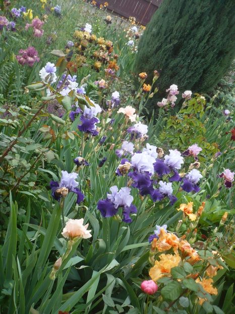 P1410155 - GRADINA 2019