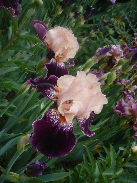 P1410158 - GRADINA 2019