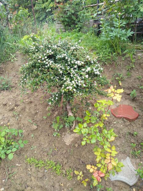  - Gradina mai 2019