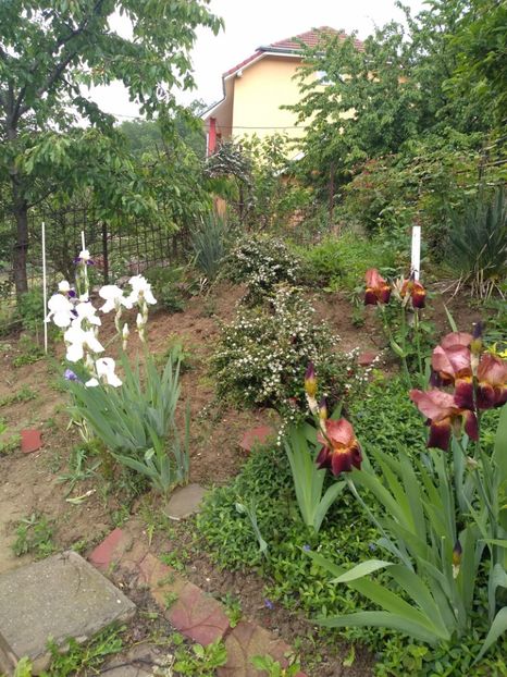  - Gradina mai 2019