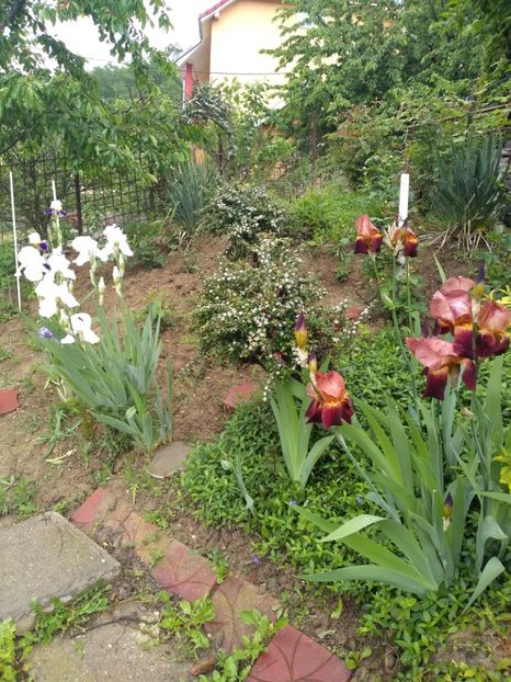  - Gradina mai 2019