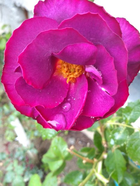 - Gradina mai 2019