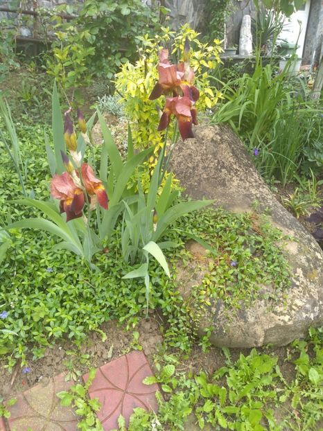  - Gradina mai 2019