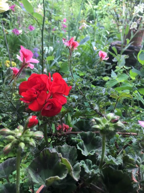 042EB3E8-84BE-4737-ABD5-6F982F717204 - 2019