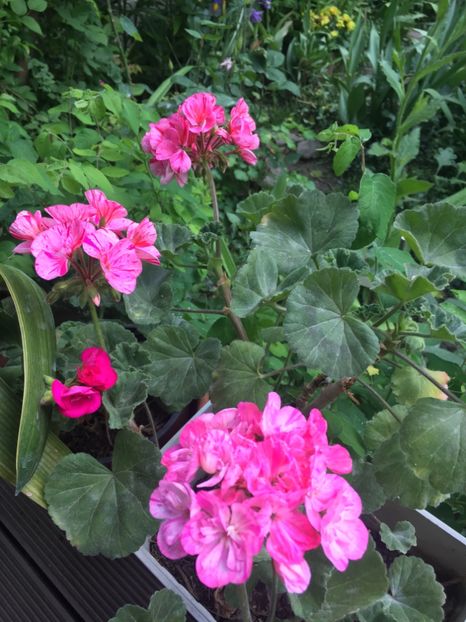 FCFBD358-34D4-4D16-919F-7986050A189B - 2019