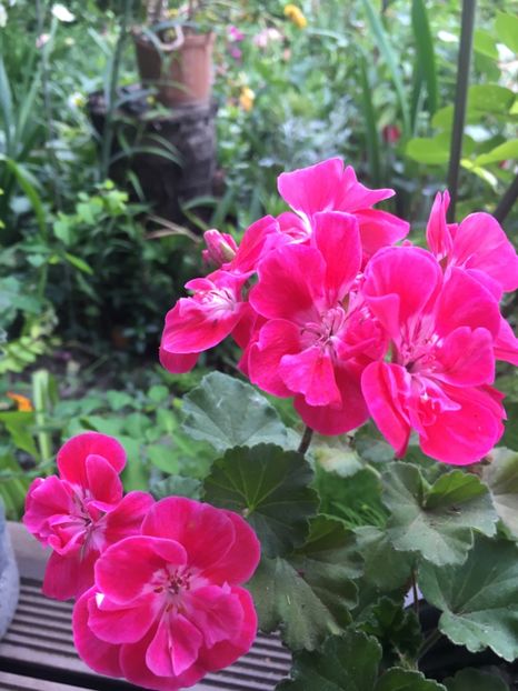 4179EB9F-60DF-41AB-82A0-583B6CB79791 - 2019