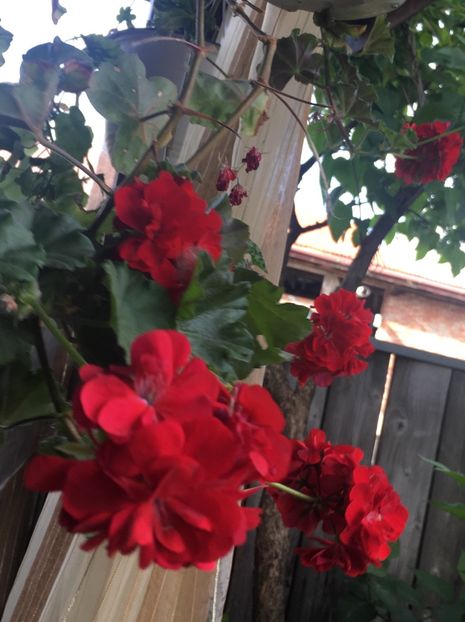 981C0E7C-BD94-4E47-BEEE-1008E06A3137 - 2019