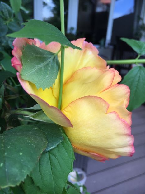 075D6835-D452-4B08-91EC-9454289A58B5 - 2019