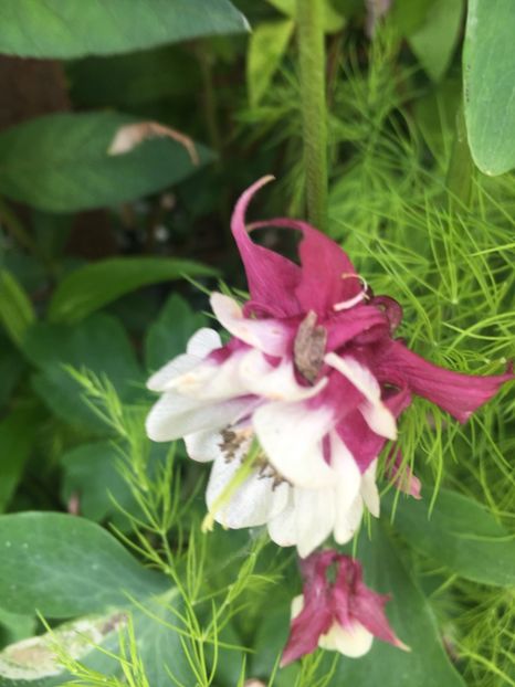 6803E3AB-4D6D-420B-B3B6-260D8BE4475F - Caldaruse 2019