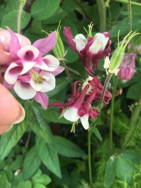 5DE5CC8A-F6D2-4E4A-BF51-05B15FE57836 - Caldaruse 2019