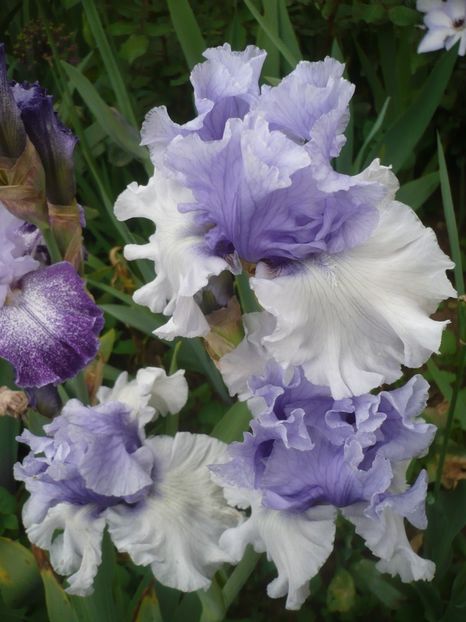 Crowned heads-12 lei - 0-DE VANZARE IRISI 2019-EPUIZAT