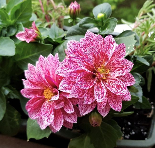  - x Alte plante cu flori