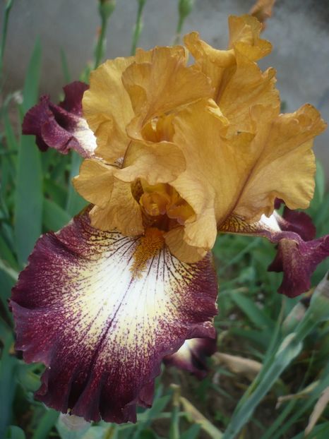 Flamenco-10 lei - 0-DE VANZARE IRISI 2019-EPUIZAT