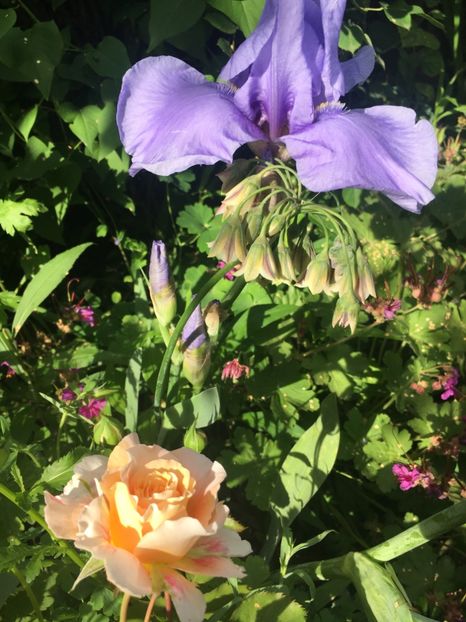 9F67316D-5F1A-42F9-B87F-4E9BCBD88EA9 - Mai 2019