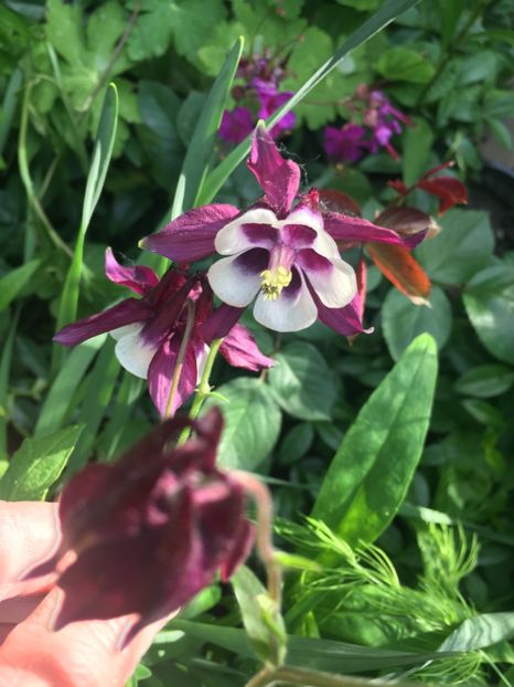 D784C881-AADE-4224-AD9B-E69014A832E0 - Mai 2019