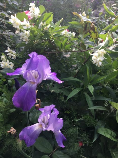 C903BD37-673B-4E05-8837-6E353F296661 - Mai 2019