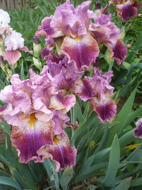 Barocco-9 lei - 0-DE VANZARE IRISI 2019-EPUIZAT