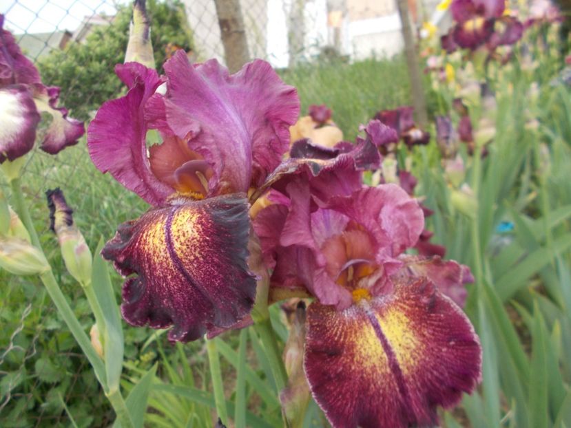  - Irisi -2019 Barbata Elatior si intermedia