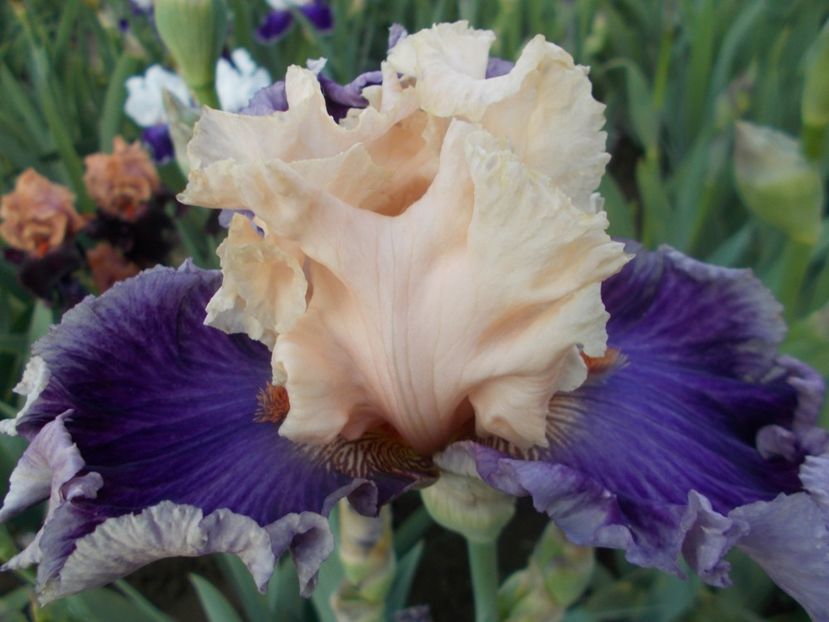 DEVILICIOUS - Irisi -2019 Barbata Elatior si intermedia