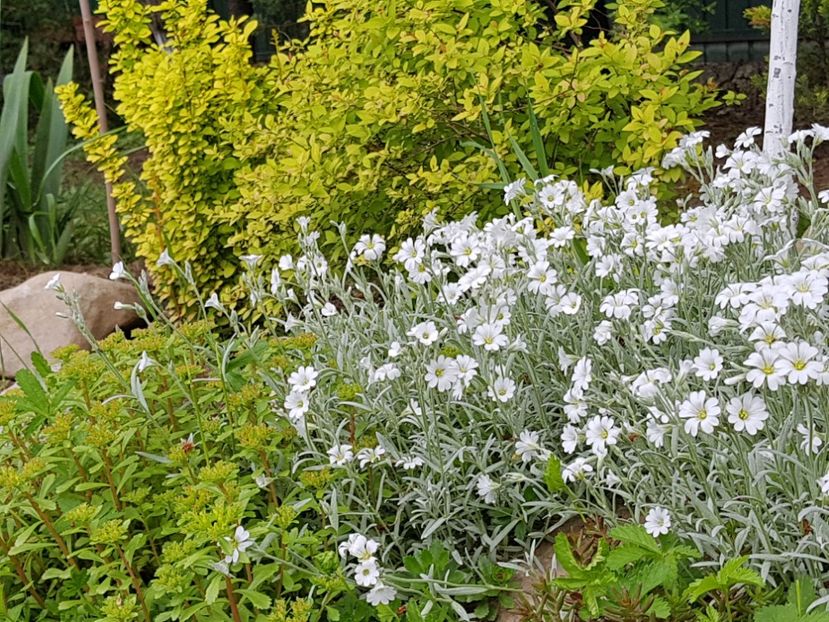  - 2019 Mai Idilic Garden