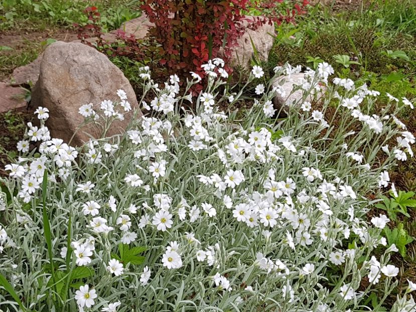  - 2019 Mai Idilic Garden