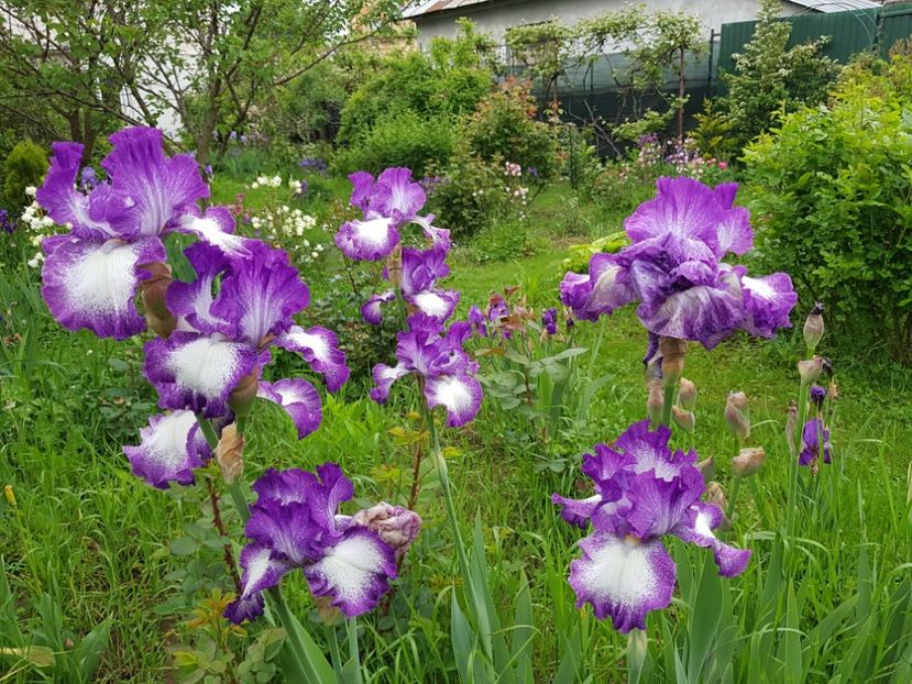  - 2019 Mai Idilic Garden