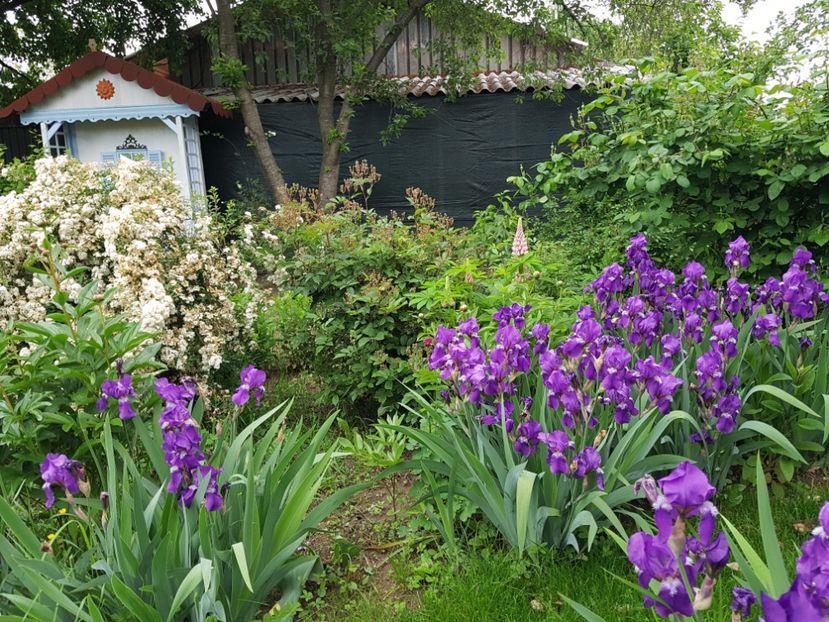  - 2019 Mai Idilic Garden