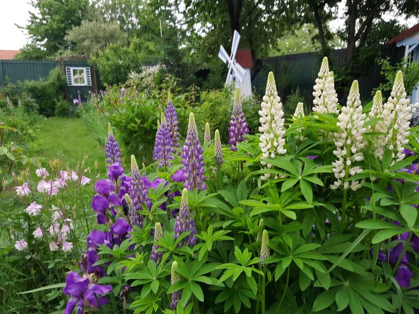  - 2019 Mai Idilic Garden