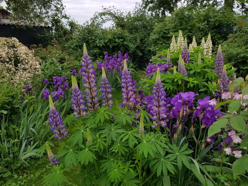  - 2019 Mai Idilic Garden